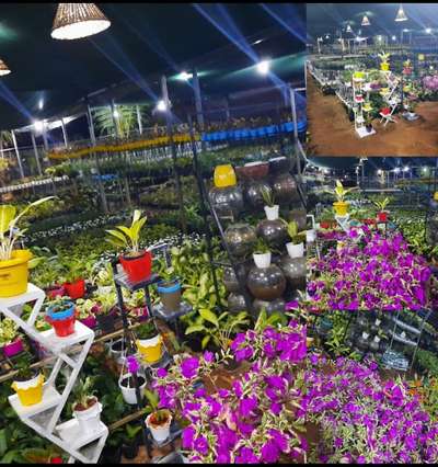 #Mulamoottil #Gardens, #Nilamel Retail Outlet
for wholesale supplier call 9605630061
#IndoorPlants 
#outdoorplant 
#gardenlandscape
