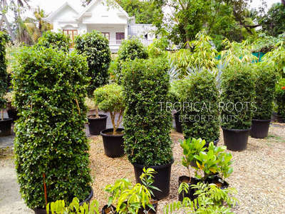 topiary #bush plants #tropical roots landscaping