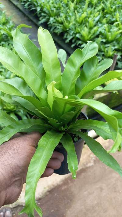 #birds #nest #fern #courtyardgarden #GardeningIdeas #BalconyGarden #IndoorPlants