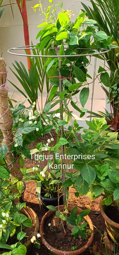 STAINLESS STEEL TRELLIS FOR PLANTS
304 GRADE 
#garden #plants #trellisgarden #trellis  #stainlesssteel #Kannur