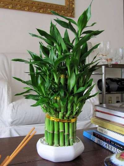 Table top gardening