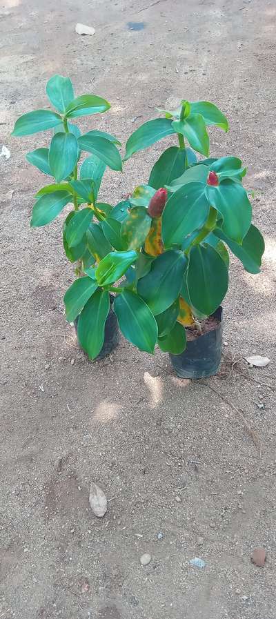 #plants ,Costus
