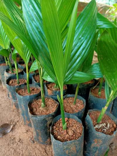 Areacal palm kasarcodan,mangala, mohithnagar,and nadan