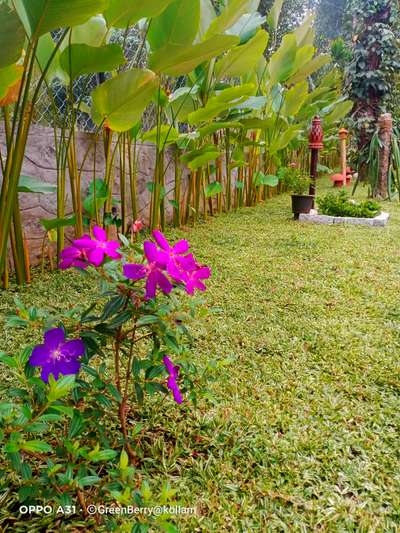 #Melastoma #calathealutea #calathealutealove #verigated #PearlGrass  #Landscape #LandscapeIdeas