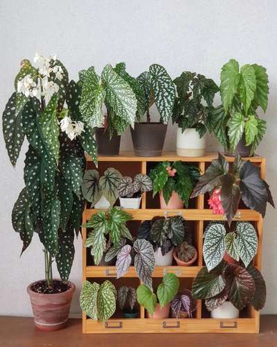 #IndoorPlants