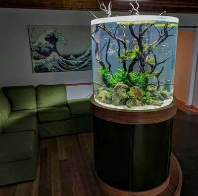 Amazon Rivulet 

cylinder aquarium 
new model 
with Nature 🤩🤩