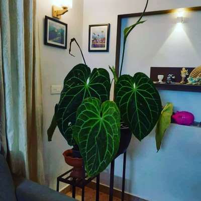 Anthorium  #anthurium #IndoorPlants