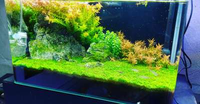 planted tank


#Marvelaquasystem #marvelaquarium #plantedaquariummalayalam #GreenAqua #Aquarium #Aquascaping #Aquascape #NatureAquarium #PlantedTankmalayalam #Aquariumplants #Aquaticplants #aquascapingshop #Aquascapeforbeginners #Aquascapinghowto #aquariums #paludarium #nano #homedesign #homedecor #landscape #relaxation #wabikusa #jurjis #georgefarmerchillujalakam #ada #oliverknot #serpaedesigns #mayurdev #aquascaper