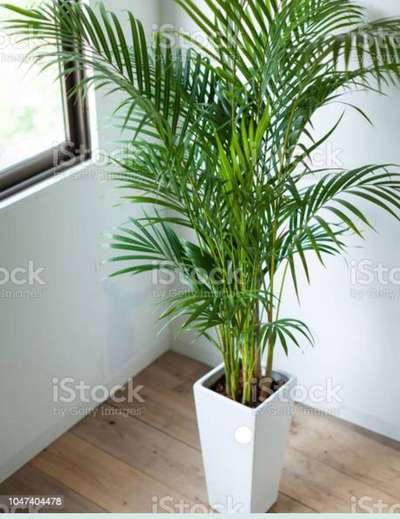 want indore plants artificial plants with/without pot
