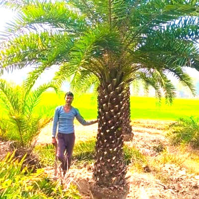 khajoor #plantation