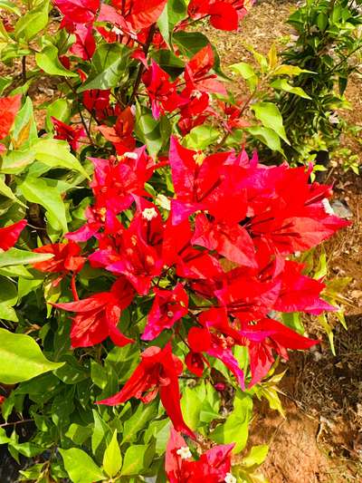 #flameredbougainville #bougainville #gardenlandscape #LandscapeGarden #RockGarden