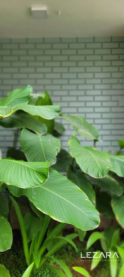 Finished Landscape project at mankada
#LandscapeGarden #KeralaStyleHouse #brickcladding #green #keralastyle #calathea #peacelilly #GardeningIdeas #moderndesign #modernarchitect #modernhouses