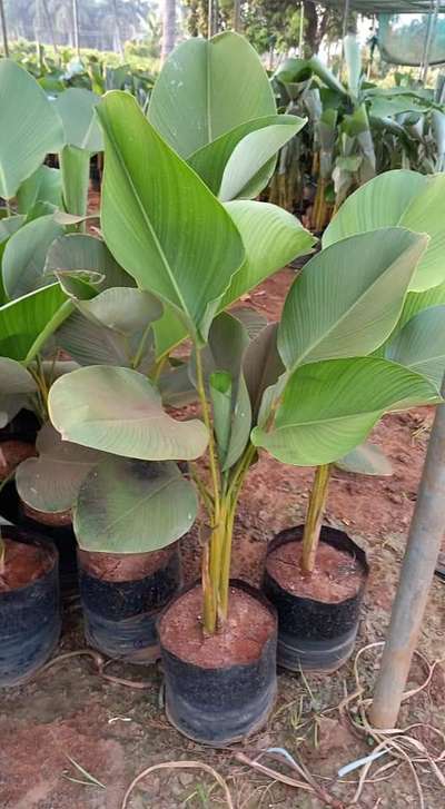 Calathea Lutea 13*13 bulk Qty Available@AG