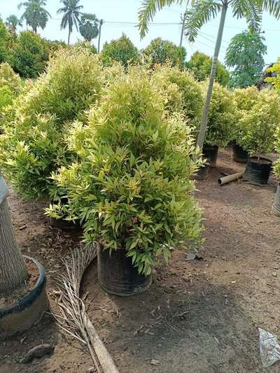Eugenia Verigated 14" pot Available@AG