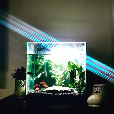 #HomeDecor  #aquarium