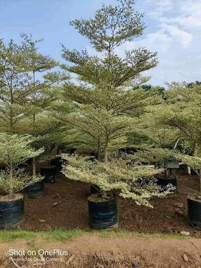 terminalia mentaly white 21*21 bag size available bulk @AG