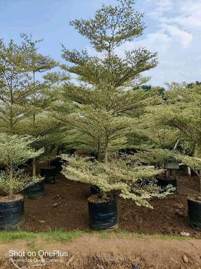 terminalia mentaly white 21*21 bag size available bulk @AG