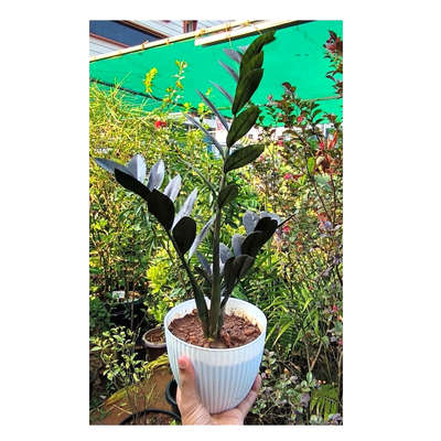 Black ZZ. 
 #blackzzplant #kerala #plantnursery #gardeningandlandscaping #varietyplants #rareplants