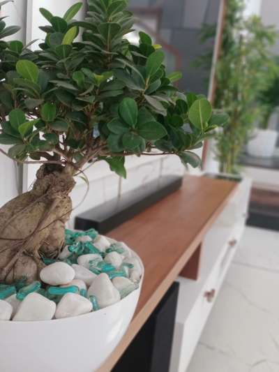 #bonsai #bonsailovers