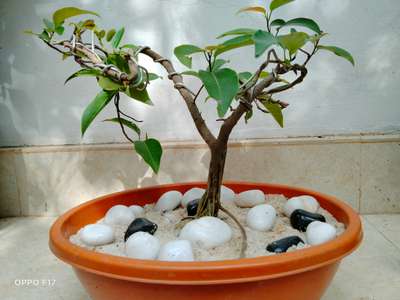 my small bonsai
