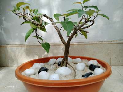 my small bonsai