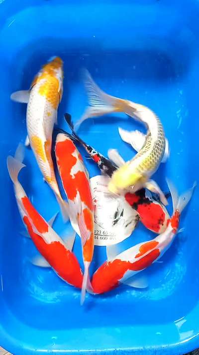 #koiponddesign #koipondfiltration #koi#kolo#carp#smile#home#natural#keralastyle#