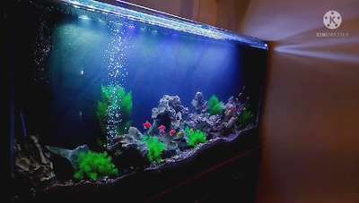 #InteriorDesigner  #nature🍃  #aquarium