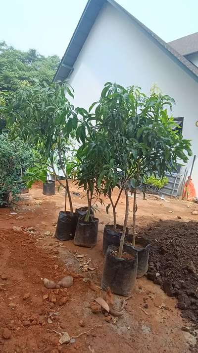 Fruit Gardening and Mango Tree Plantation in Ponnani Malappuram Kerala India.

 #plant_nursery_in_india
 #plant_nursery_in_ kerala
 #plant_nursery_in_malappuram
 #nellickal_nursery   #anish_nellickal  #ponnani