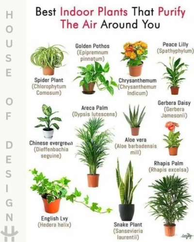 INDOOR PLANTS