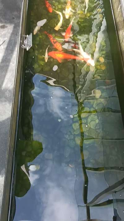 Fish pond
