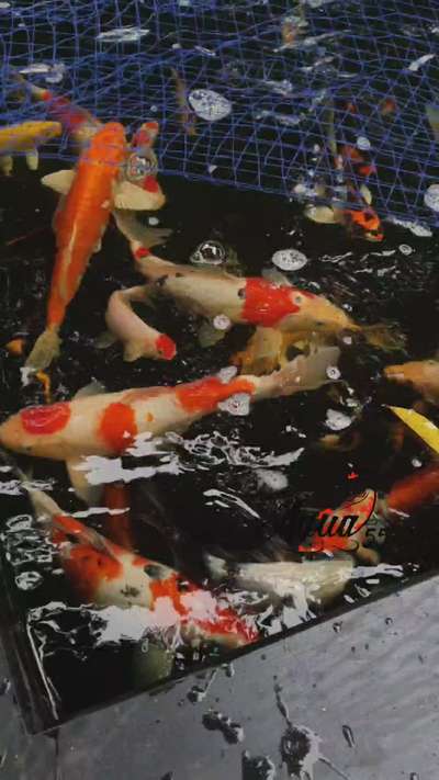 Japanese Koi Pond at our sales facility. See the water quality and top quality imported koi fishes. for more details call me 8547483891
 #koipond #koifish #filtration #fishtank #aquarium #koipondsetting