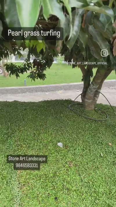 Lawn turfing with pearl grass
Location : Athirampuzha, Kottayam
for enq : 9846583331
www.stoneartlandscape.com


 #PearlGrass  #NaturalGrass #lawngarden