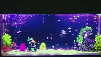 Paradise plants pets,kongad,Palakkad #customized #aquarium contact us # #naturelove