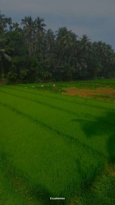 🏠Setting-Out
Proposed Residential Project for Mr.Rafeeq @Kakkad.
Total Area: 3257Sqft
.
.
From Concept to Creation- Ezza Homes
#ezzahomes #construction #settingout #keralahomestyl