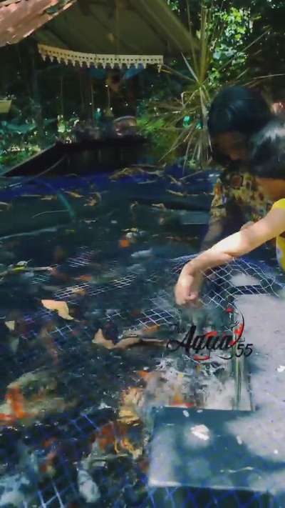 My sisters feeding kois in my farm.
for beautiful koi pond works and high quality kois contact us.
 
 #koifish  #koipond  #japanese  #japanesekoi  #koiponddesign  #pondscaping