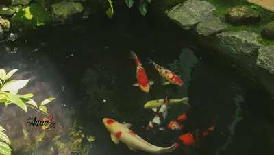 Koi Pond Renovation project for our Tirur Client 
8547483891 | 9061783891

#koifish  #koipond  #japanese  #japanesekoipond  #fishtank #filterrwork #pond #pondscaping