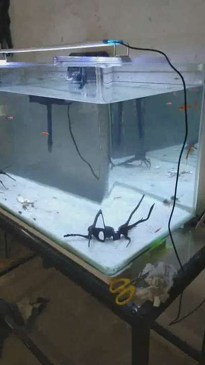 90° Bend glass aquarium.
more enquiries please contact 🤝
Crizzle
VI/190, Industrial estate, Peringandoor, Athani, Thrissur, Kerala.
pH : 0487-2371973 , 8281172973
crizzleinteriors@gmail.com

 #aquarium  #aquariumplants  #interiores  #thrissurinsta  #thrissurinterior  #keralainteriordesignz  #keralam  #crizzle