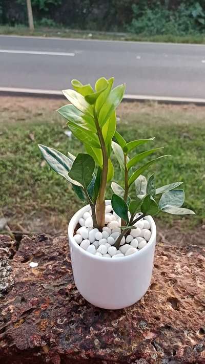 ZZ plants... for home and office