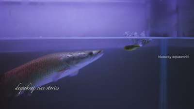 #arapaima #feeding #aquarium #fishtank #freshwater_longest_fish