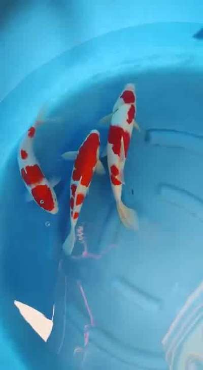 KOI FISH
#koifish #koipond #koiponddesign #koipondfiltration #fishpond 

7025096999