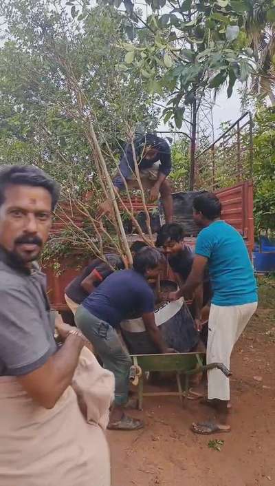 Big fruits plants loading to Mavelikkara (jaboticaba fruit) contact Abiya garden. all veriety exotic fruits plants mother plants also available