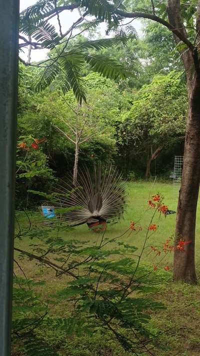 peacock dance#मोर का डांस