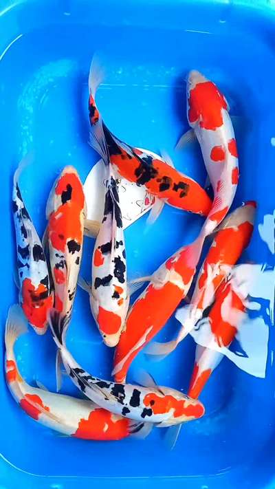 #koi #kolo#kichen#out #Kozhikode  #Doors #SmallHouse #WoodenBalcony # #WallPutty #koiponddesign #aquatics