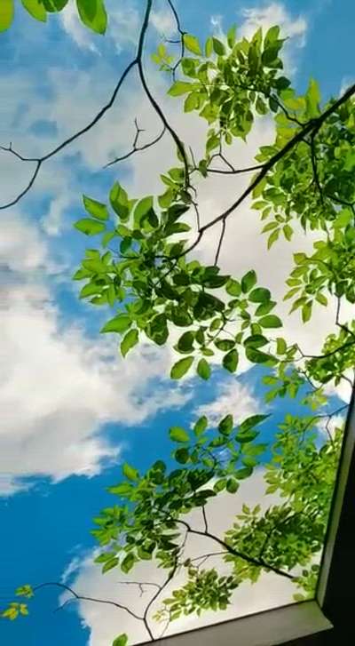 nature stretch ceiling