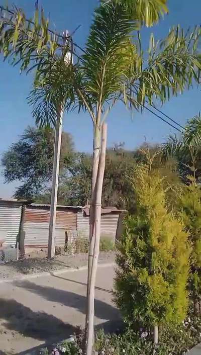 gardan me giring bharpur folawars