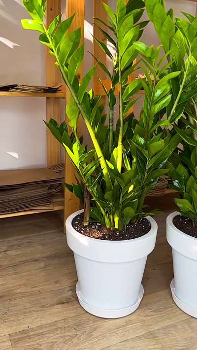 Indoor plants for Air purification. #LandscapeIdeas #LandscapeGarden #LandscapeDesign #GardeningIdeas #RooftopGarden #VegetableGarden #trendingdesign #TraditionalHouses #IndoorPlants #indoorcourtyad #trendingdesign