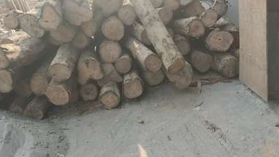 #adyantpandit 
for sale 500 ft Sudan teak site pehowa .#karnal  #pehowa