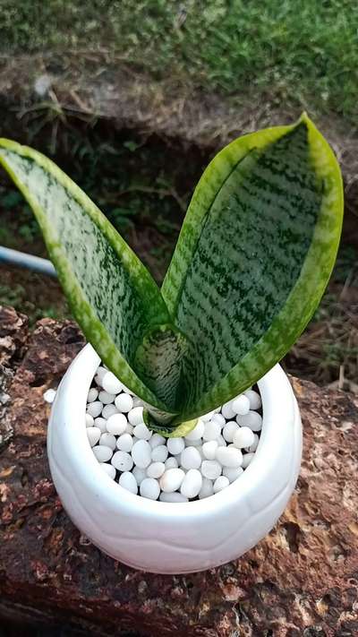 #sneak plant#Ceramic pot#homely indoor garden#