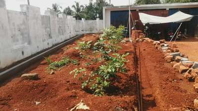 Space Buliders Fruit Garden design ചെയ്‌തു കൊടുക്കുന്നു