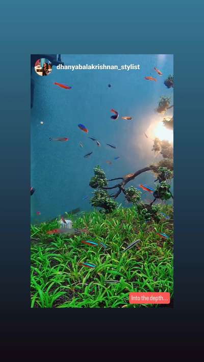 Art of aquascaping🍃

 #aquarium  #aquascape  #aquaticplants  #fishtank  #tetra  #InteriorDesigner  #filter  #koipond